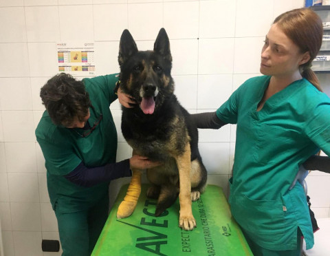 Samir, il primo dei cani che hanno servito l'Unità Cinofila Provinciale
